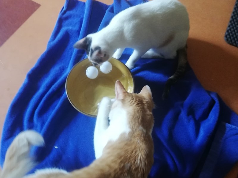 Wohnungskatzen Artgerecht Beschäftigen