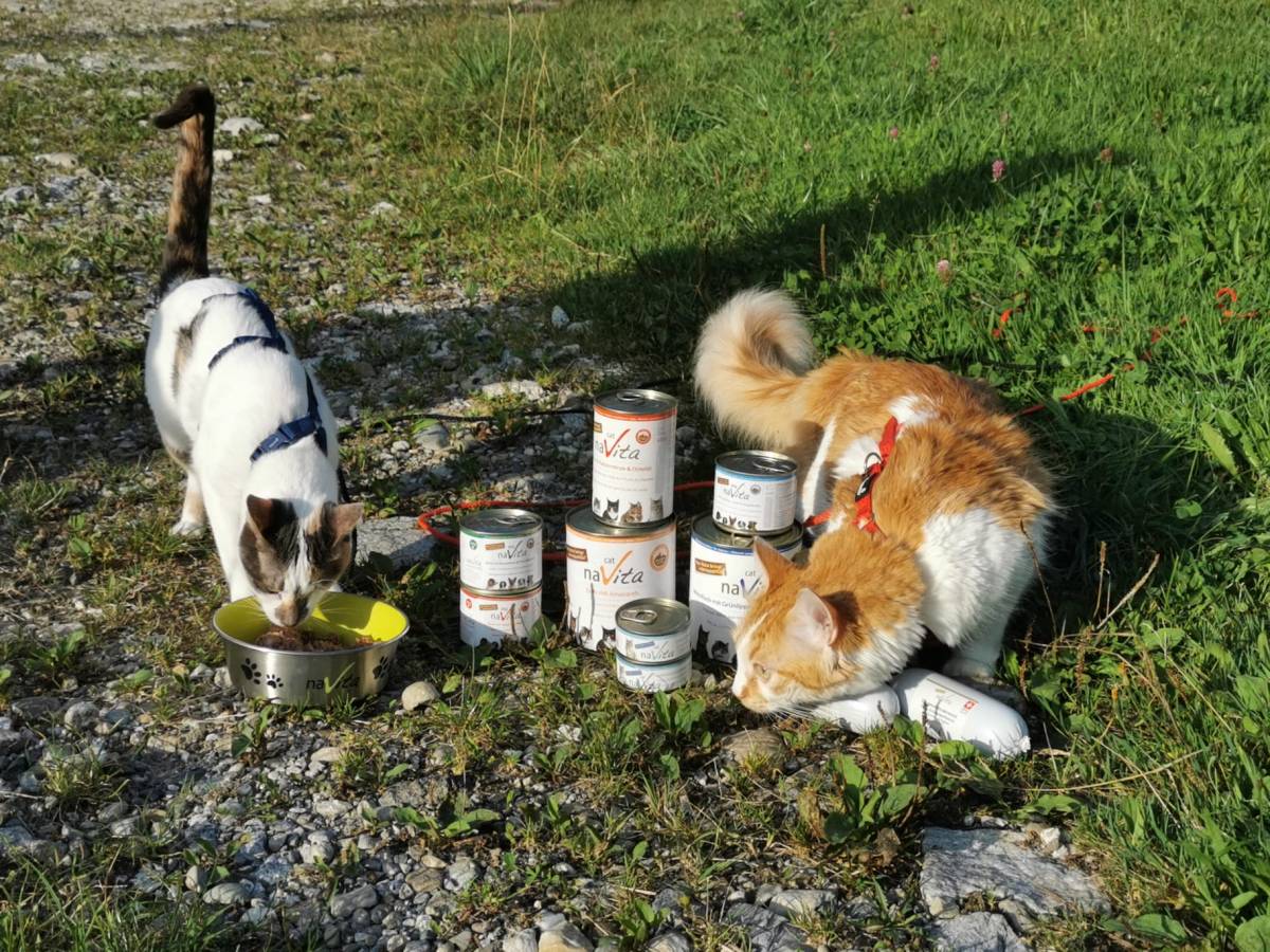 Wie erkenne ich ein gutes natürliches&nbsp;Katzenfutter?