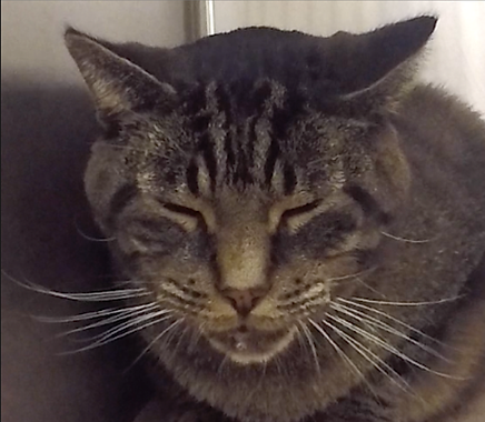 Mäßige bis starke Schmerzen