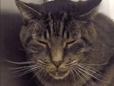 Wie erkenne ich Schmerzen bei der&nbsp;Katze?