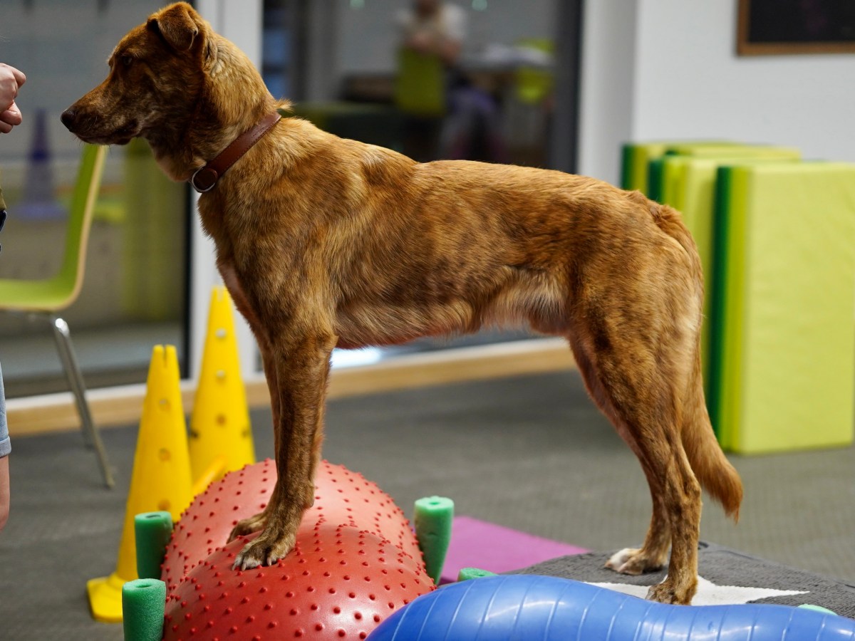 Was benötiget es alles, um einen guten Hundefitnesstrainingsplan zu&nbsp;schreiben?