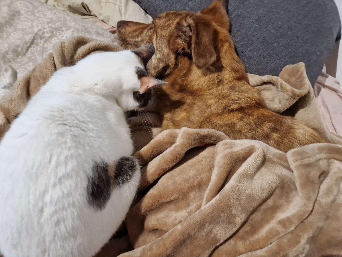 Anzeichen von Schmerzen und Ermüdung bei&nbsp;Hunden