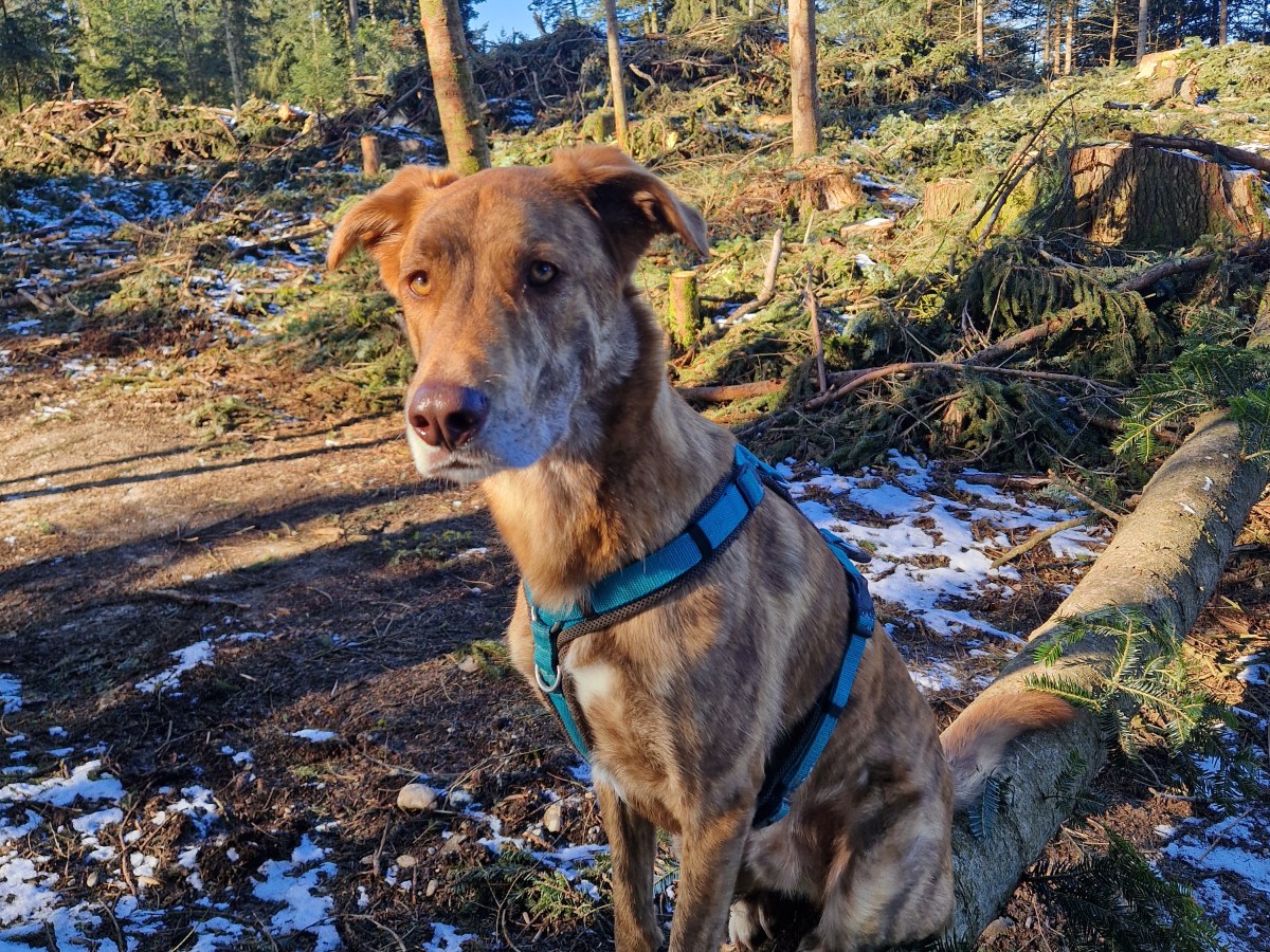 Hundefitness auf dem&nbsp;Spaziergang