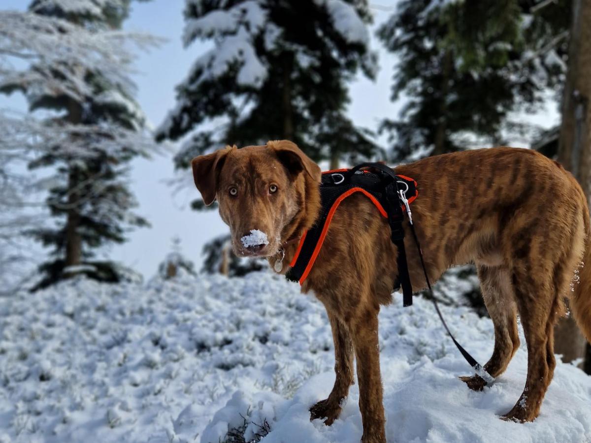 Schneegastritis beim Hund